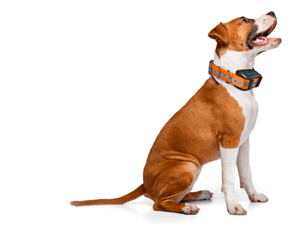 Базовая станция ARTELV TRACKER + GPS-ошейник dog
